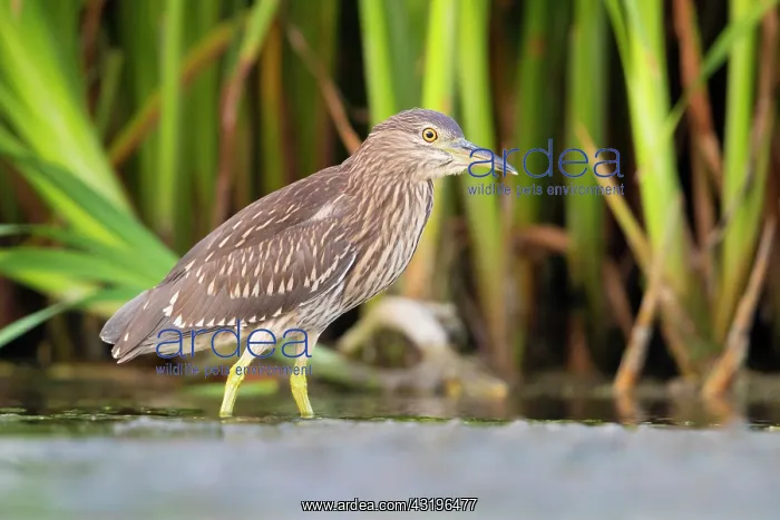 : Black-crowned Night Heron (Nycticorax nycticorax) : Black-crowned Night Heron (Nycticorax nycticorax)