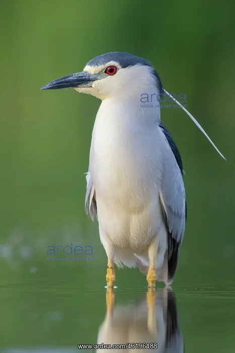 : Black-crowned Night Heron (Nycticorax nycticorax) : Black-crowned Night Heron (Nycticorax nycticorax)