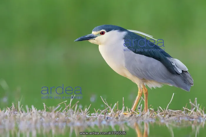 : Black-crowned Night Heron (Nycticorax nycticorax) : Black-crowned Night Heron (Nycticorax nycticorax)