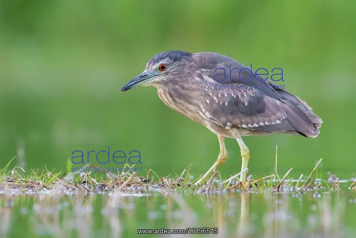 : Black-crowned Night Heron (Nycticorax nycticorax) : Black-crowned Night Heron (Nycticorax nycticorax)