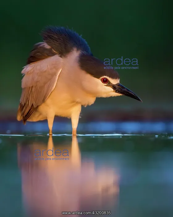 : Black-crowned night heron (Nycticorax nycticorax) : Black-crowned night heron (Nycticorax nycticorax)