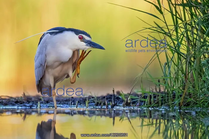 : Black-crowned night heron (Nycticorax nycticorax) : Black-crowned night heron (Nycticorax nycticorax)