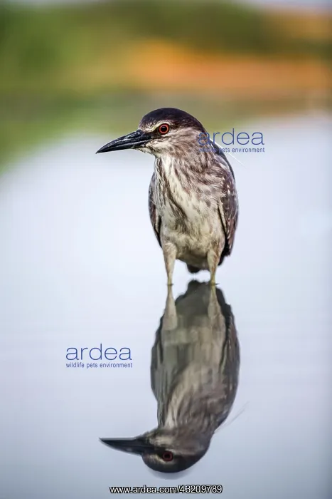 : Black crowned night heron (Nycticorax nycticorax : Black crowned night heron (Nycticorax nycticorax