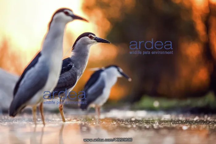 : Black crowned night heron (Nycticorax nycticorax : Black crowned night heron (Nycticorax nycticorax