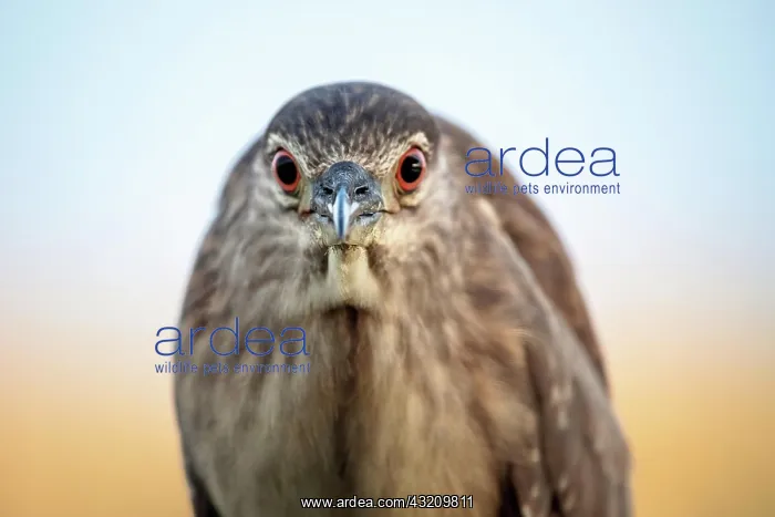 : Black crowned night heron (Nycticorax nycticorax : Black crowned night heron (Nycticorax nycticorax