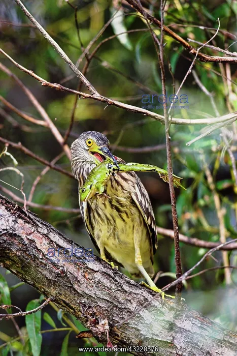  : Black-crowned Night Heron (Nycticorax nycticorax)