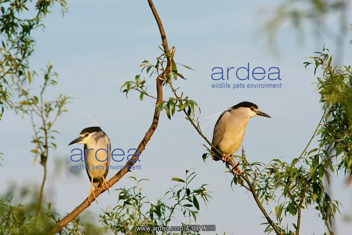 : Black-crowned Night Heron (Nycticorax nycticorax) : Black-crowned Night Heron (Nycticorax nycticorax)