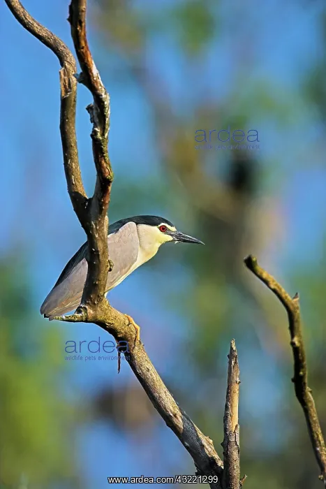 : Black-crowned Night Heron (Nycticorax nycticorax) : Black-crowned Night Heron (Nycticorax nycticorax)
