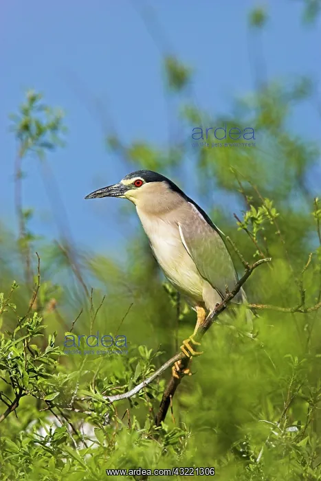 : Black-crowned Night Heron (Nycticorax nycticorax) : Black-crowned Night Heron (Nycticorax nycticorax)