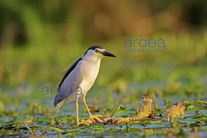 : Black-crowned Night Heron (Nycticorax nycticorax) : Black-crowned Night Heron (Nycticorax nycticorax)