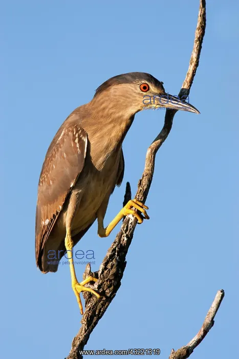 : Black-crowned Night Heron (Nycticorax nycticorax) : Black-crowned Night Heron (Nycticorax nycticorax)