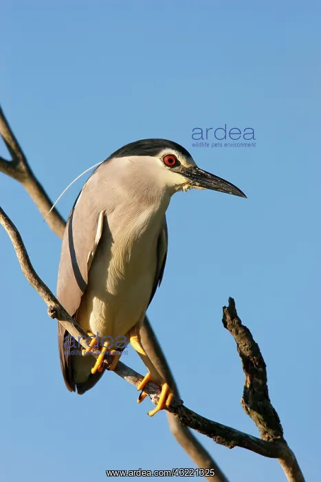  : Black-crowned Night Heron (Nycticorax nycticorax)
