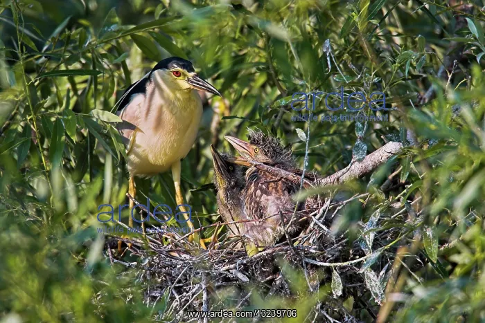 : Black-crowned Night Heron (Nycticorax nycticorax) : Black-crowned Night Heron (Nycticorax nycticorax)