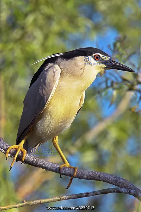 : Black-crowned Night Heron (Nycticorax nycticorax) : Black-crowned Night Heron (Nycticorax nycticorax)