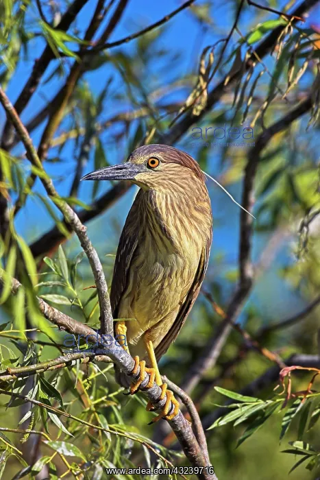 : Black-crowned Night Heron (Nycticorax nycticorax) : Black-crowned Night Heron (Nycticorax nycticorax)