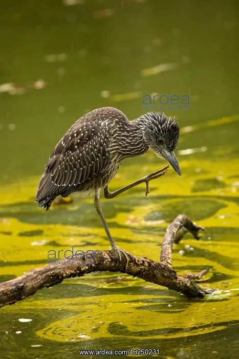 : Black-crowned night-heron (Nycticorax nycticorax) : Black-crowned night-heron (Nycticorax nycticorax)