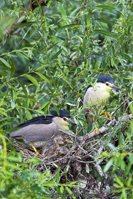 : Black-crowned Night Heron (Nycticorax nycticorax) : Black-crowned Night Heron (Nycticorax nycticorax)