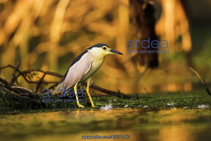 : Black-crowned Night Heron (Nycticorax nycticorax) : Black-crowned Night Heron (Nycticorax nycticorax)