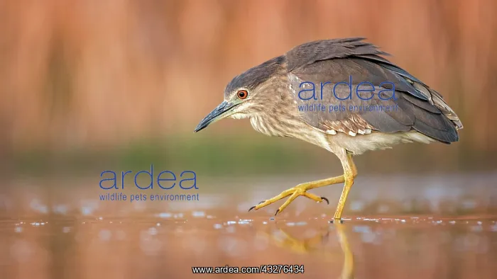 : Black-crowned night heron (Nycticorax nycticorax) : Black-crowned night heron (Nycticorax nycticorax)