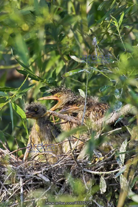 : Black-crowned Night Heron (Nycticorax nycticorax) : Black-crowned Night Heron (Nycticorax nycticorax)