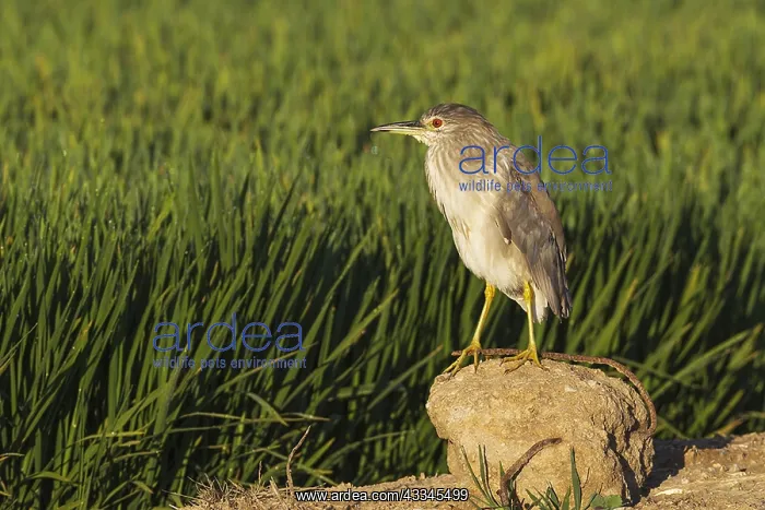 : Black-crowned Night Heron (Nycticorax nycticorax) : Black-crowned Night Heron (Nycticorax nycticorax)