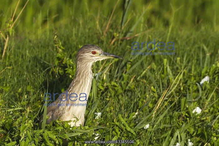: Black-crowned Night Heron (Nycticorax nycticorax) : Black-crowned Night Heron (Nycticorax nycticorax)