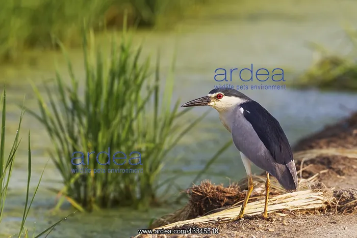 : Black-crowned Night Heron (Nycticorax nycticorax) : Black-crowned Night Heron (Nycticorax nycticorax)