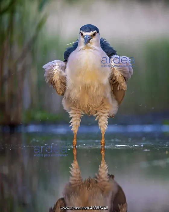 : Black crowned night heron (Nycticorax nycticorax) : Black crowned night heron (Nycticorax nycticorax)