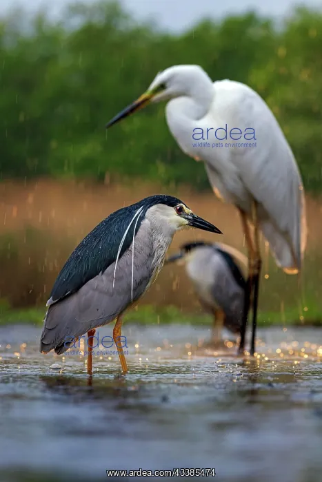: Black crowned night heron (Nycticorax nycticorax) : Black crowned night heron (Nycticorax nycticorax)