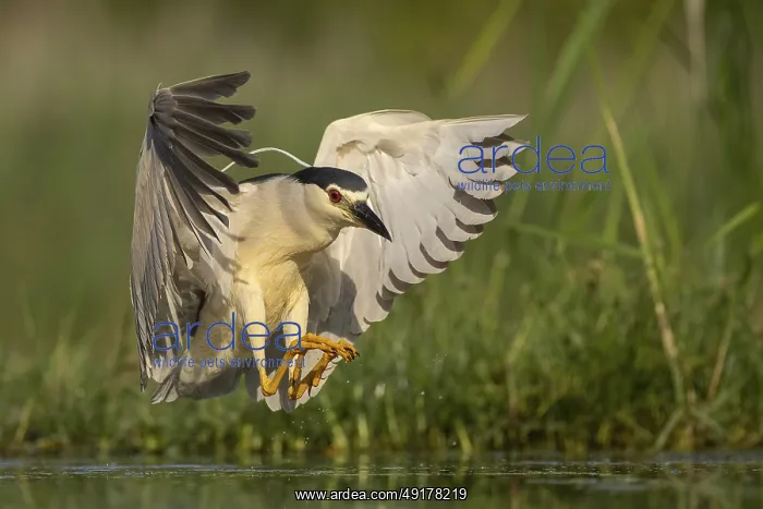 : Black-crowned Night Heron (Nycticorax nycticorax) landing : Black-crowned Night Heron (Nycticorax nycticorax) landing