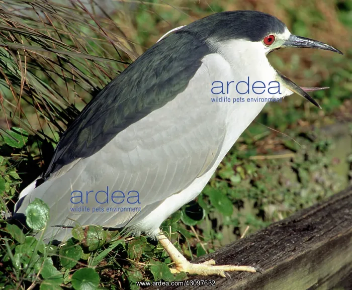 : Black-crowned Night-Heron with open beak : Black-crowned Night-Heron with open beak