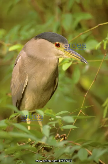 : Black-crowned Night Heron - Second spring plumage : Black-crowned Night Heron - Second spring plumage