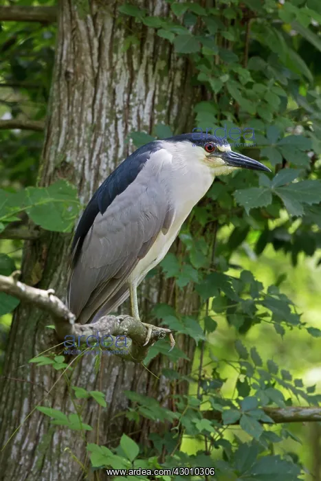 : Black-crowned Night Heron in tree : Black-crowned Night Heron in tree