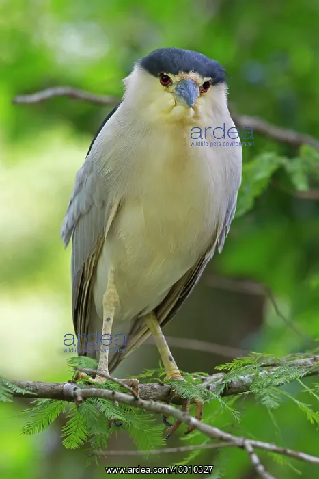 : Black-crowned Night Heron in tree : Black-crowned Night Heron in tree