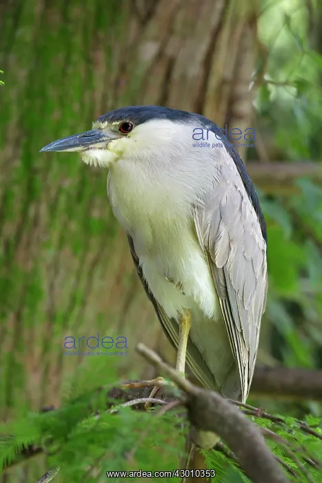 : Black-crowned Night Heron in tree : Black-crowned Night Heron in tree