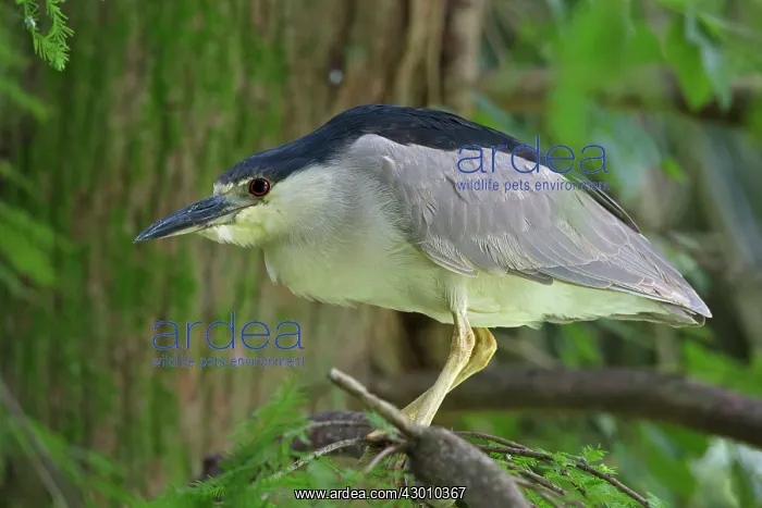 : Black-crowned Night Heron in tree : Black-crowned Night Heron in tree