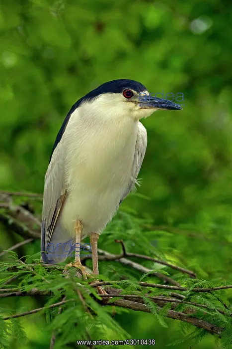: Black-crowned Night Heron in tree : Black-crowned Night Heron in tree