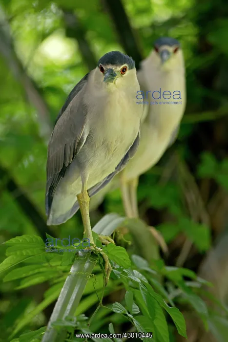 : Black-crowned Night Heron in tree : Black-crowned Night Heron in tree