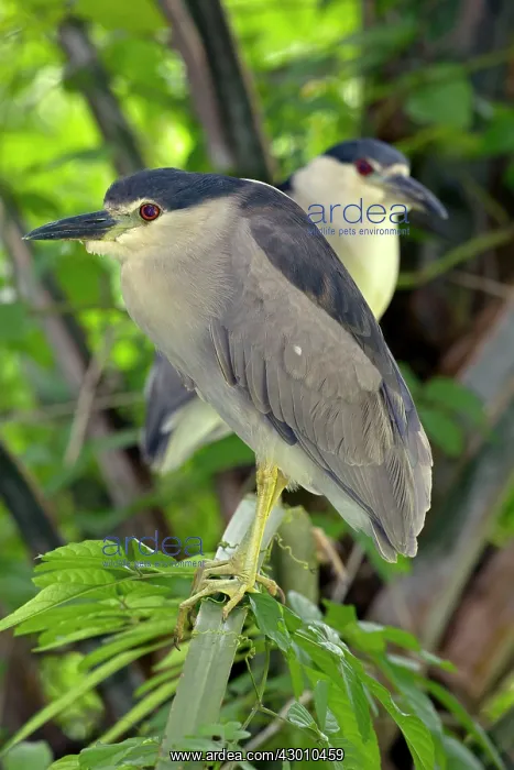 : Black-crowned Night Heron in tree : Black-crowned Night Heron in tree