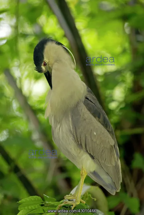 : Black-crowned Night Heron in tree : Black-crowned Night Heron in tree