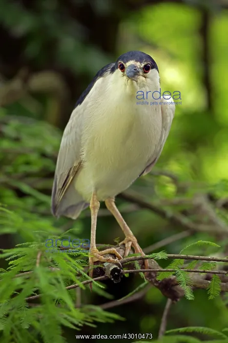 : Black-crowned Night Heron in tree : Black-crowned Night Heron in tree