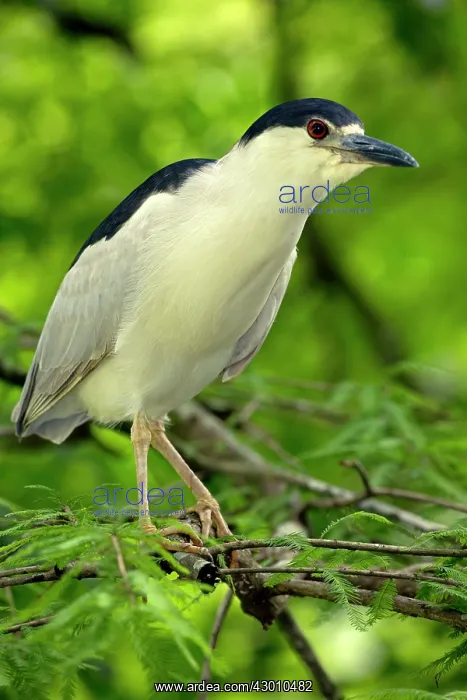 : Black-crowned Night Heron in tree : Black-crowned Night Heron in tree
