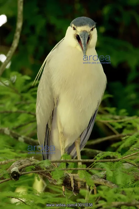 : Black-crowned Night Heron in tree : Black-crowned Night Heron in tree
