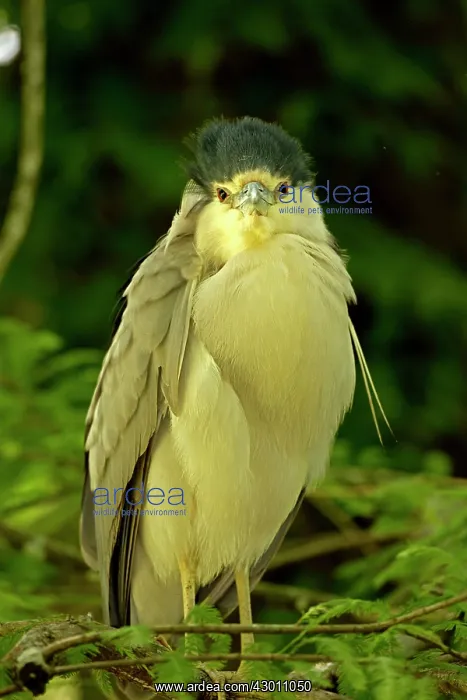 : Black-crowned Night Heron in tree : Black-crowned Night Heron in tree