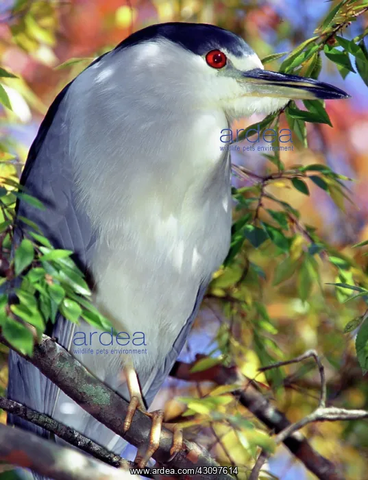 : Black-crowned Night-Heron in tree : Black-crowned Night-Heron in tree