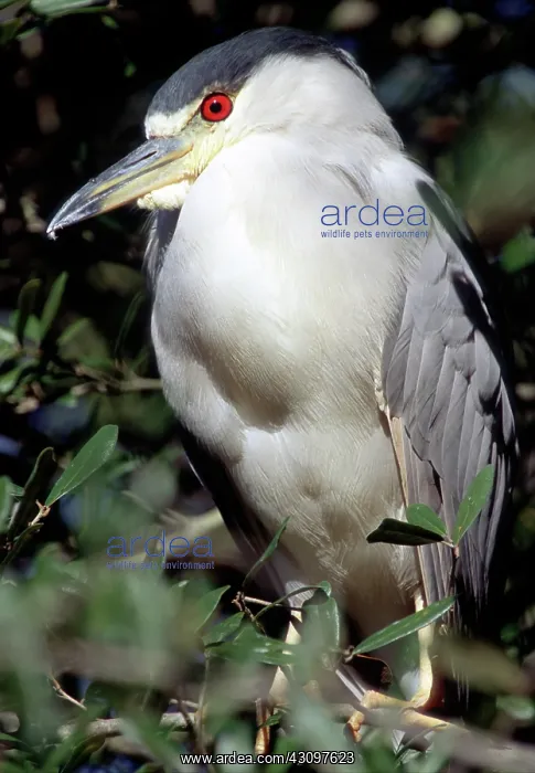 : Black-crowned Night-Heron in tree : Black-crowned Night-Heron in tree