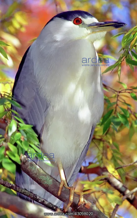 : Black-crowned Night-Heron in tree : Black-crowned Night-Heron in tree