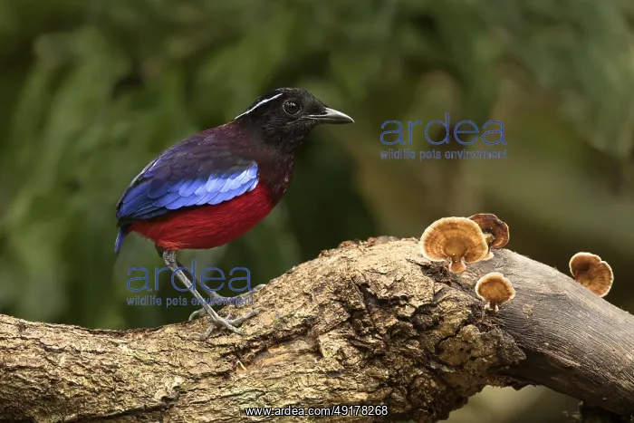: Black-crowned Pitta (Erythropitta ussheri) : Black-crowned Pitta (Erythropitta ussheri)