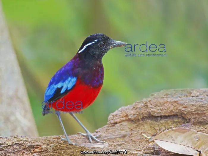 : Black Crowned Pitta Erythropitta ussheri Sabah : Black Crowned Pitta Erythropitta ussheri Sabah