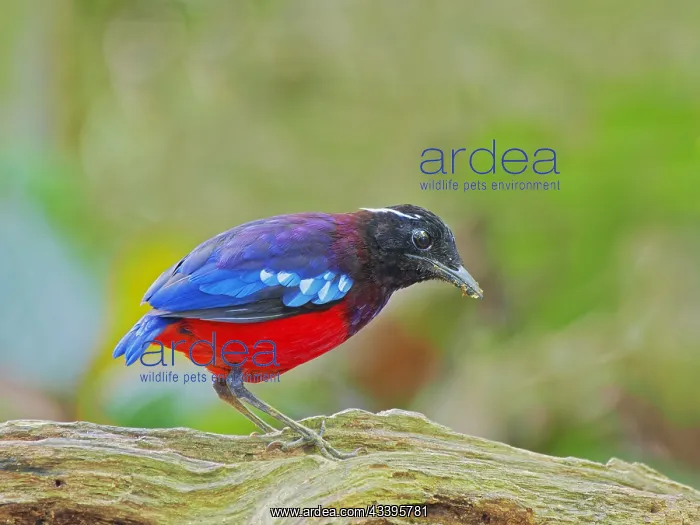  : Black Crowned Pitta Erythropitta ussheri Sabah
